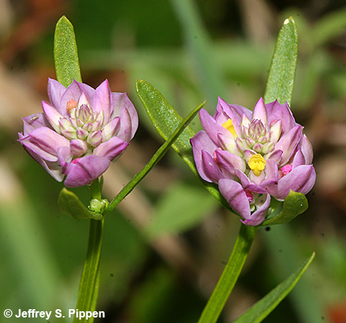 Purple Milkwort, Blood Milkwort, Field Milkwort (Polygala sanginea)