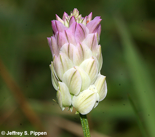 Purple Milkwort, Blood Milkwort, Field Milkwort (Polygala sanginea)