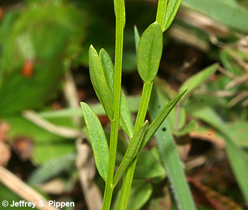 Purple Milkwort, Blood Milkwort, Field Milkwort (Polygala sanginea)