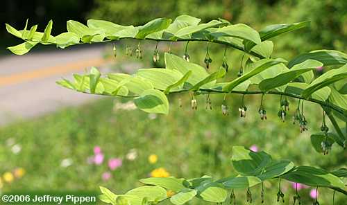 Solomon's Seal (Polygonatum biflorum)