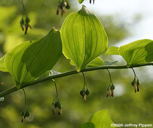 Solomon's Seal (Polygonatum biflorum)