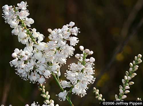 Southern Jointweed (Polygonella americana)