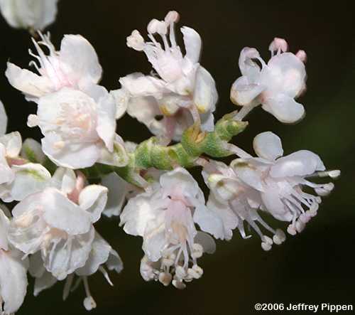 Southern Jointweed (Polygonella americana)