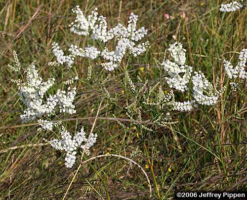Southern Jointweed (Polygonella americana)