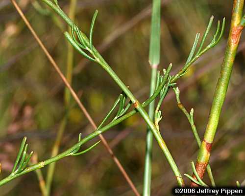 Southern Jointweed (Polygonella americana)