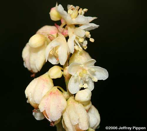 Fringed Black Bindweed (Polygonum cilinode)
