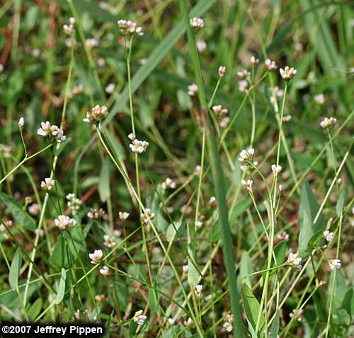 Arrowleaf Tearthumb, Arrowvine, Scratch-grass (Polygonum sagittatum)