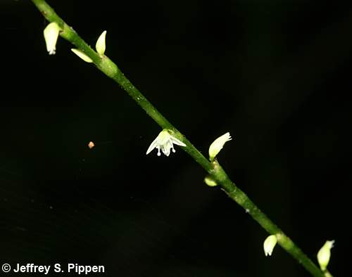 Jumpseed (Persicaria virginiana, Polygonum virginianum)