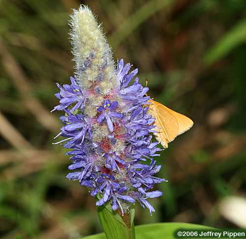 Pickerelweed (Pontederia cordata)