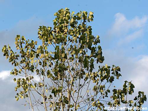 Eastern Cottonwood (Populus deltoides)