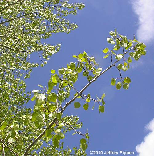 Quaking Aspen, Trembling Aspen (Populus tremuloides)