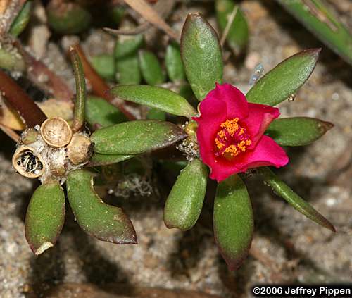 Spegazzini, Broadleaf Pink Purslane (Portulaca amilis)