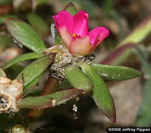 Kiss Me Quick, Pink Purslane (Portulaca pilosa)