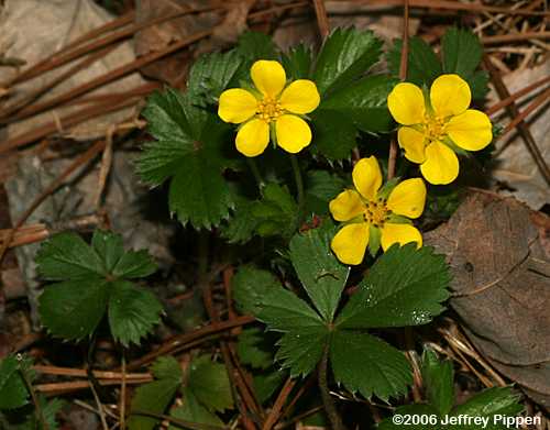 Cinquefoil (Potentilla sp.)
