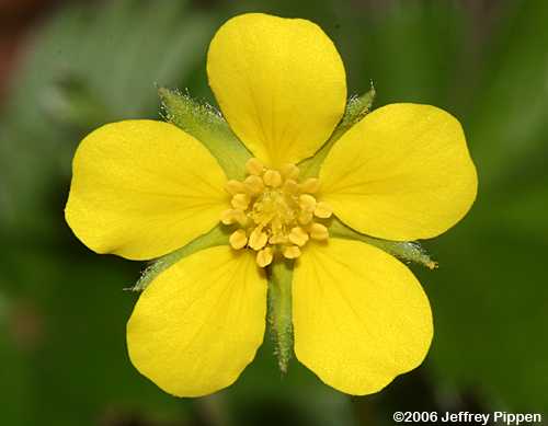 Cinquefoil (Potentilla sp.)