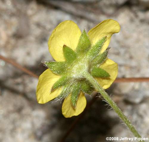 Dwarf Cinquefoil, Running Five-Fingers (Potentilla canadensis)