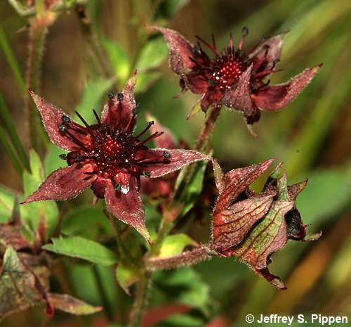 Purple Marshlocks, Marsh Cinquefoil (Potentilla palustris, Comarum palustre)