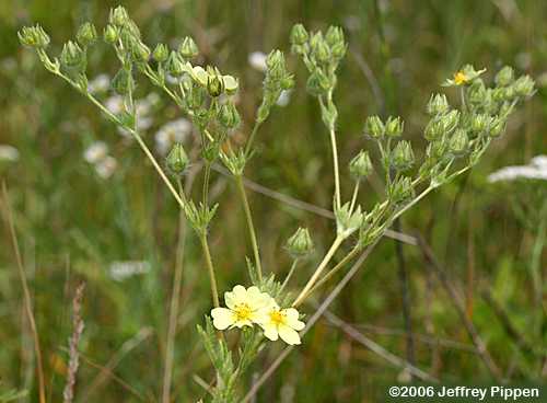 Sulphur Cinquefoil, Sulphur Five-Fingers, Rough-fruited Cinquefoil (Potentilla recta)