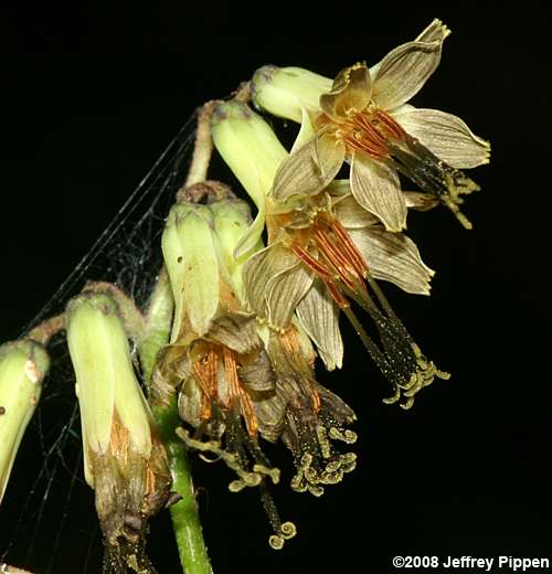 Gall of the Earth (Prenanthes trifoliolata)