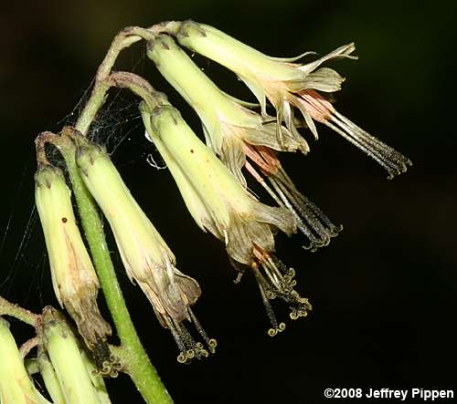 Gall of the Earth (Prenanthes trifoliolata)