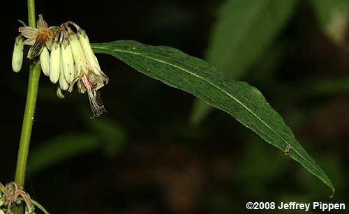 Gall of the Earth (Prenanthes trifoliolata)