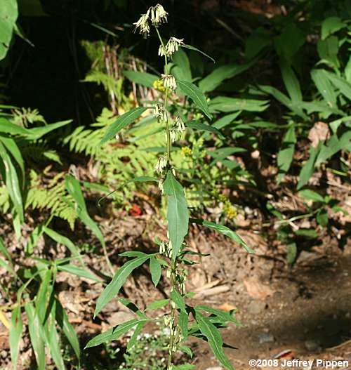 Gall of the Earth (Prenanthes trifoliolata)