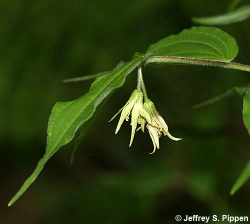 Yellow Mandarin (Prosartes lanuginosa)