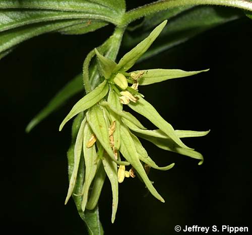 Yellow Mandarin (Prosartes lanuginosa)