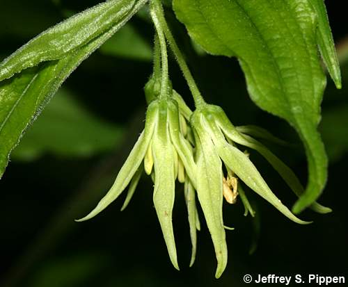 Yellow Mandarin (Prosartes lanuginosa)