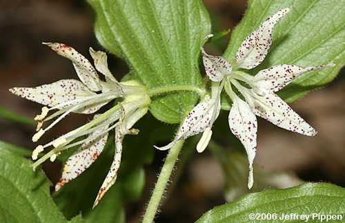 Nodding Mandarin (Prosartes maculata)