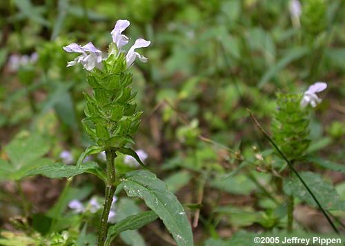 Common Selfheal (Prunella vulgaris)