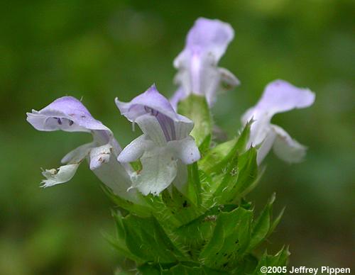 Common Selfheal (Prunella vulgaris)