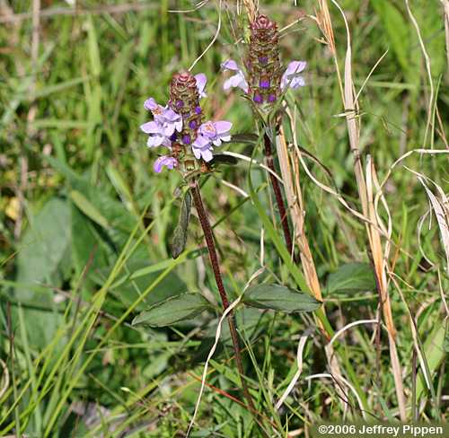 Common Selfheal (Prunella vulgaris)