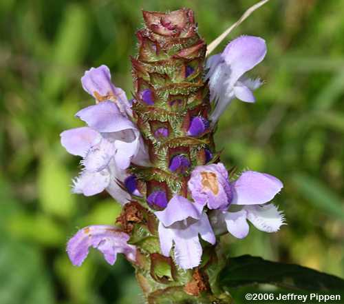 Common Selfheal (Prunella vulgaris)