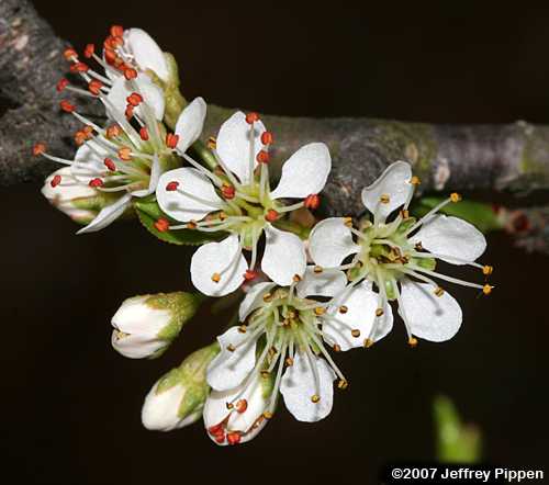 Chickasaw Plum (Prunus angustifolia)