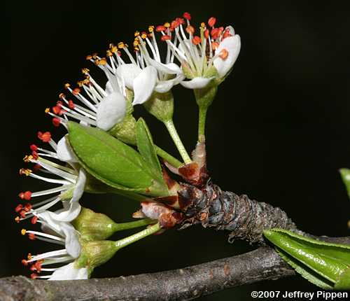 Chickasaw Plum (Prunus angustifolia)