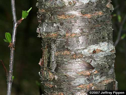Chickasaw Plum (Prunus angustifolia)