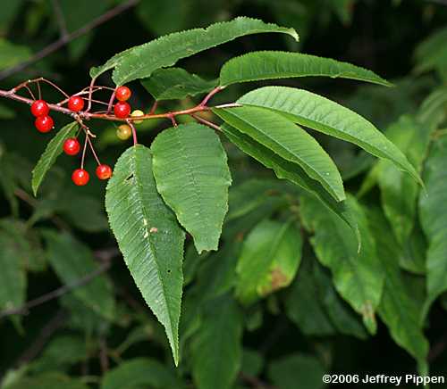 Pin Cherry, Fire Cherry (Prunus pensylvanica)