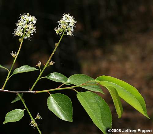Black Cherry (Prunus serotina)