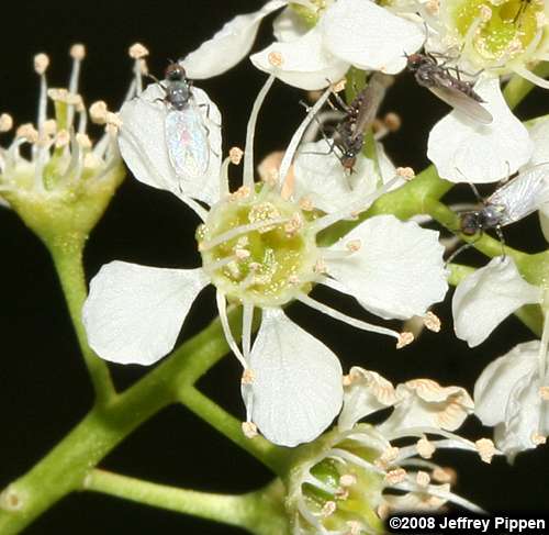 Black Cherry (Prunus serotina)
