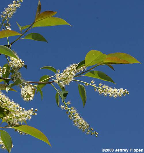 Black Cherry (Prunus serotina)
