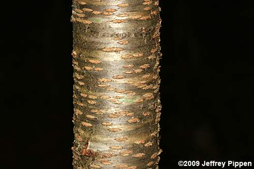 Black Cherry (Prunus serotina)