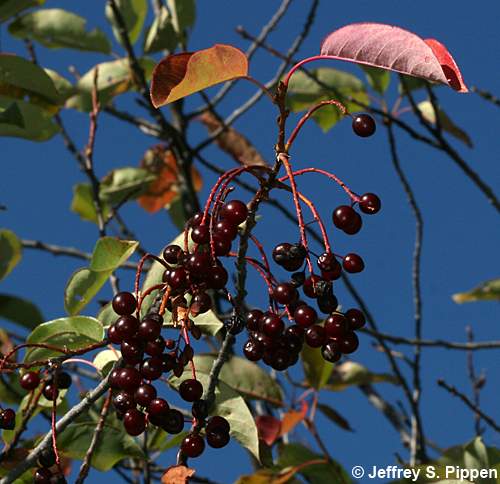 Choke Cherry (Prunus virginiana)