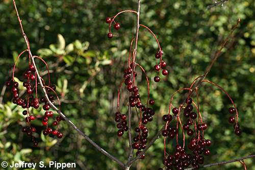 Choke Cherry (Prunus virginiana)