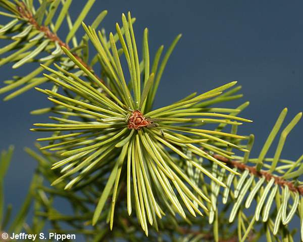 Douglas-fir (Pseudotsuga menziesii)