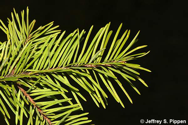 Douglas-fir (Pseudotsuga menziesii)