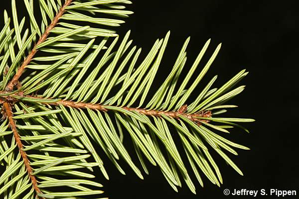 Douglas-fir (Pseudotsuga menziesii)