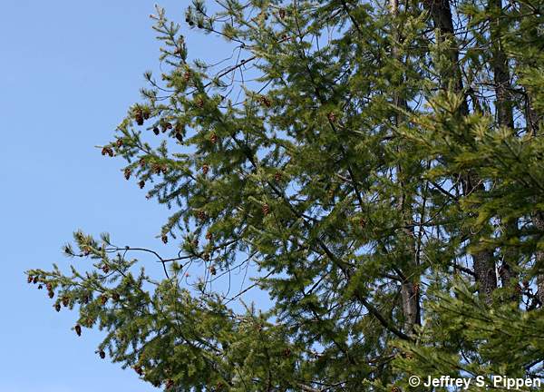 Douglas-fir (Pseudotsuga menziesii)