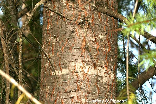 Douglas-fir (Pseudotsuga menziesii)