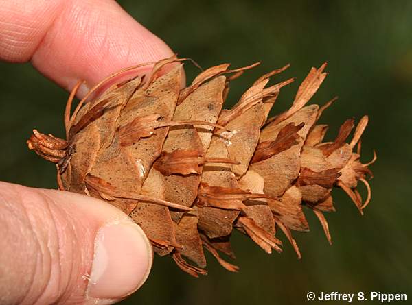 Douglas-fir (Pseudotsuga menziesii)